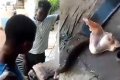 Reactions As Nigerian Man Tries To Force Meat Seller To Cut Small Piece Of Chicken To 17 Parts (Video) 