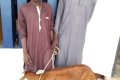 Photo Of Two Goat Thieves Who Were Nabbed In Jigawa 