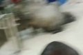 Tension As Cow Wanders Into Supermarket (Video)