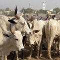 How Fake News Of Poisoned Cows Rattled Meat Consumers In Kwara