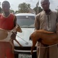 Police Arrest Two Suspected Goat Thieves In Niger State