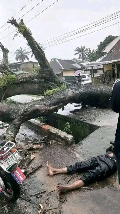 Uyo Motorcyclist Dies After Tree Crashes Down on Abak Road Image