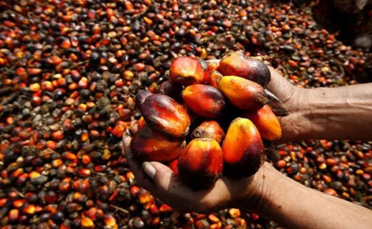 Nigeria Spends ₦23bn on Palm Oil Imports as Local Supply Falls Short Image