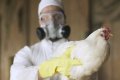 Deadly Bird Flu Scare Sparks Alarm in Australia