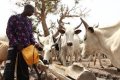 Fulani Group Sends Strong Warning Over Security Labels in Nigeria
