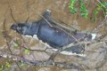 Zambia Bans Wild Meat as Anthrax Outbreak Leaves Dozens Infected